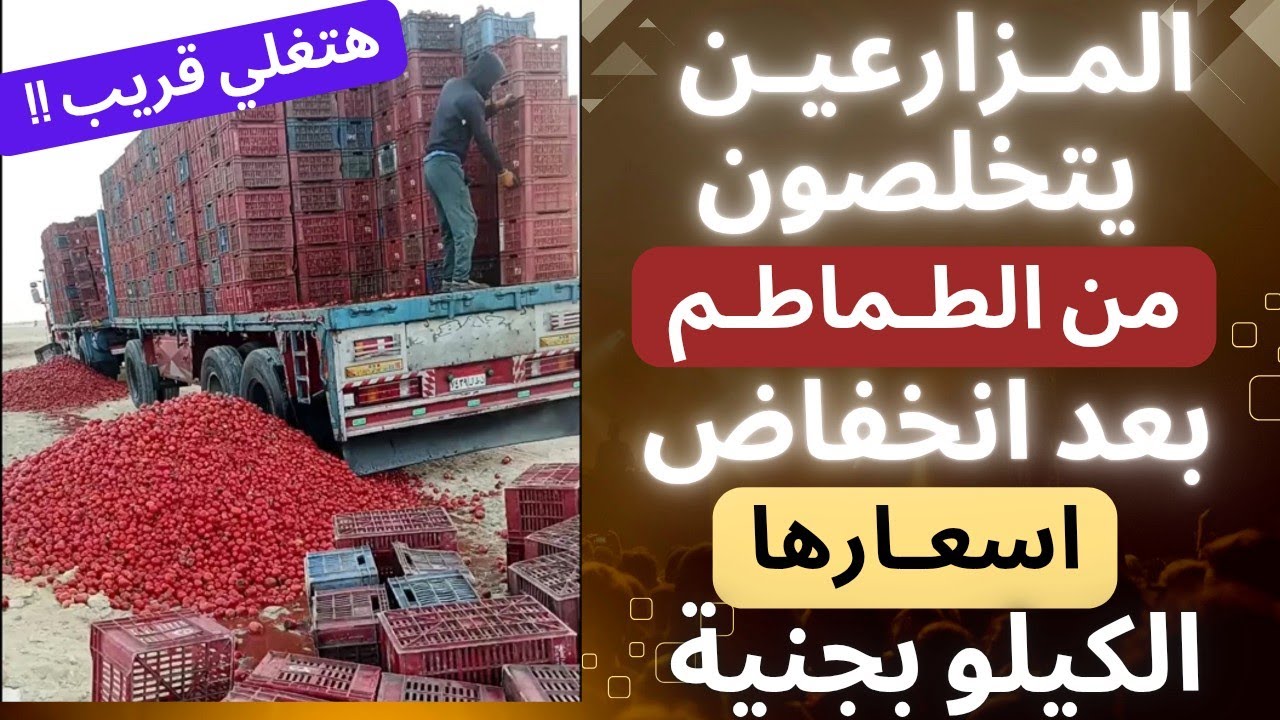 المزارعين وتجار الطماطم يتخلصون من مئات الأطنان في الطرق الصحراوية بعد انخفاض سعرها ، توقعات بغلاءها