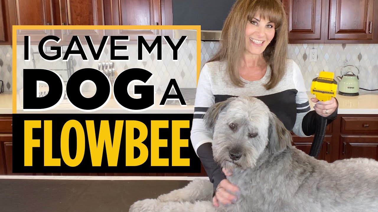 Wheaten Terrier: I Gave My Dog a Flowbee
