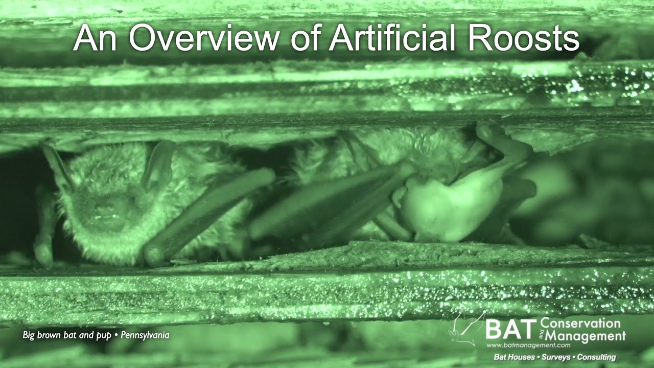 Overview of Artificial Roosts for Bats - John Chenger