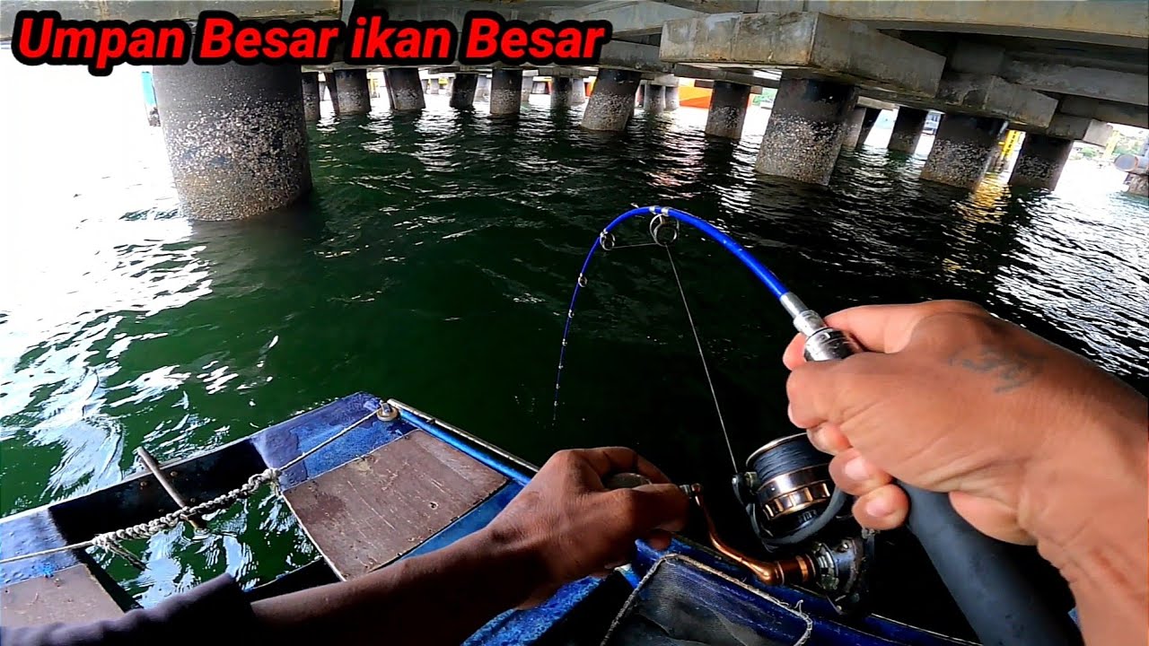 ini Yg Paling Saya Suka ikan Besar Makan Umpan Besar