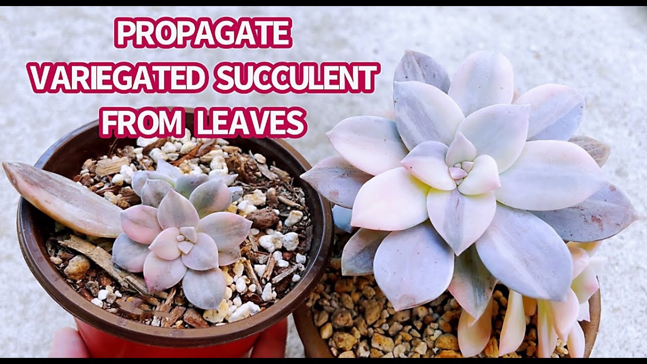 #521 PROPAGATION VARIEGATED SUCCULENT FROM LEAVES | NHÂN GIỐNG SEN ĐÁ | 다육식물 | 多肉植物 | Suculentas