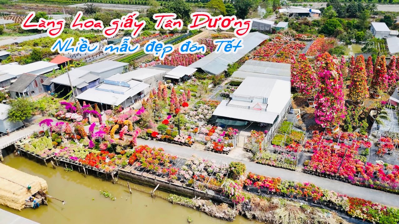 Làng hoa giấy Tân Dương rực rỡ nhiều mẫu hoa giấy đón Tết..#hoatet2026 