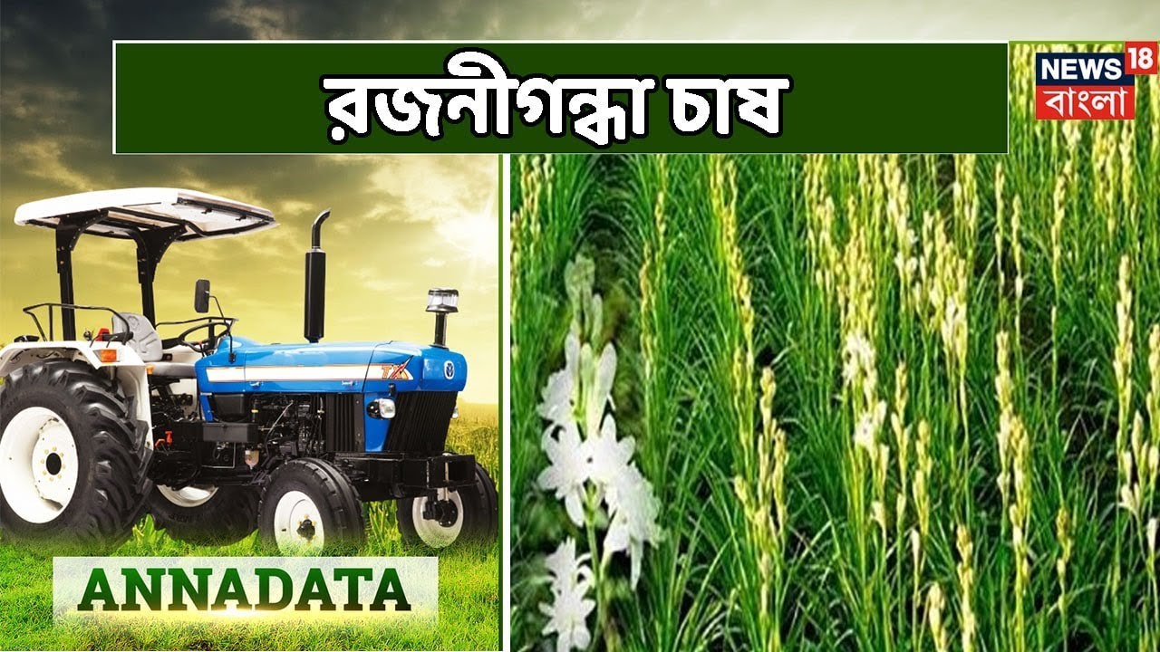 প্রজ্জল জাতের রজনীগন্ধা চাষের পদ্ধতি জানতে দেখুন আজকের Annadata