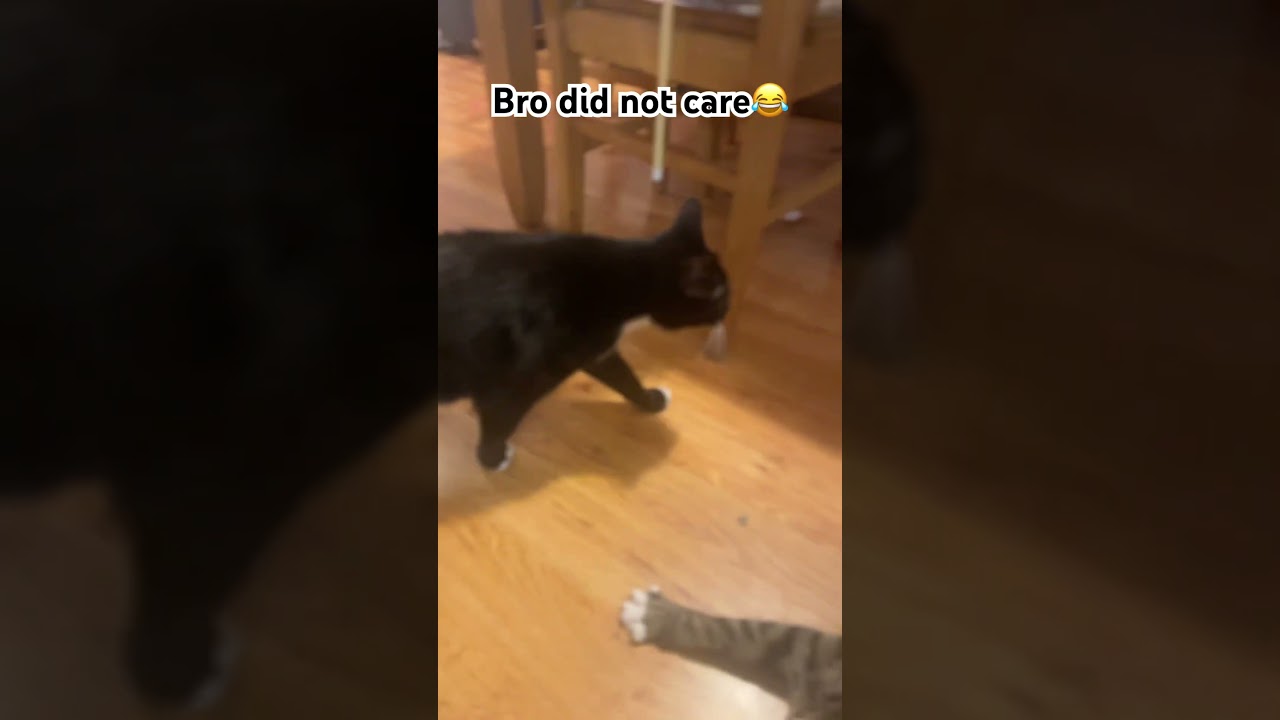 Meow screaming