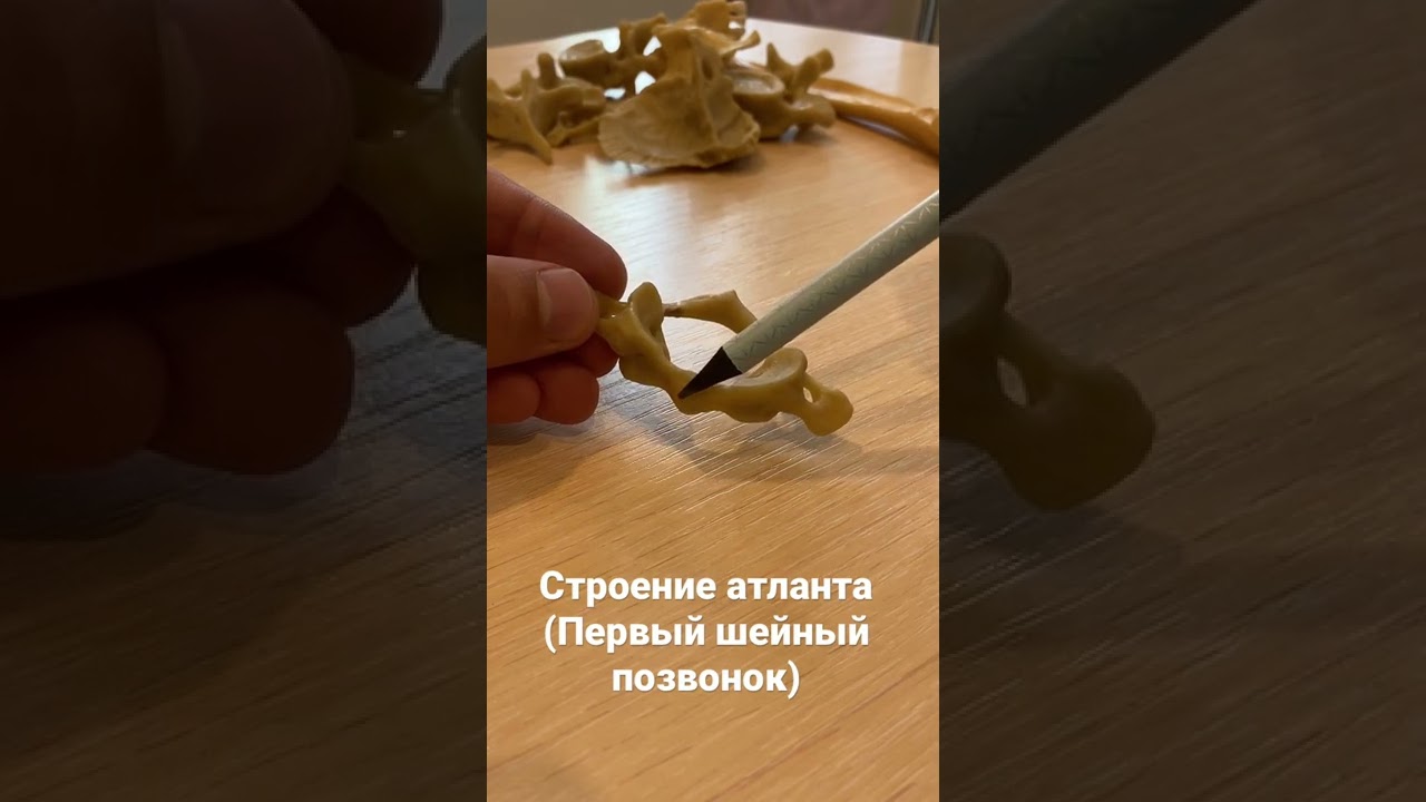 Строение атланта - первого шейного позвонка