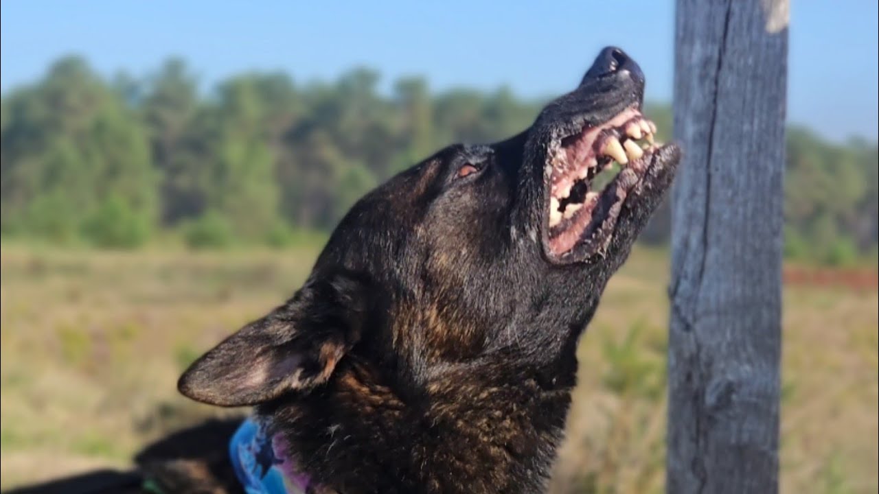 barking Malinois