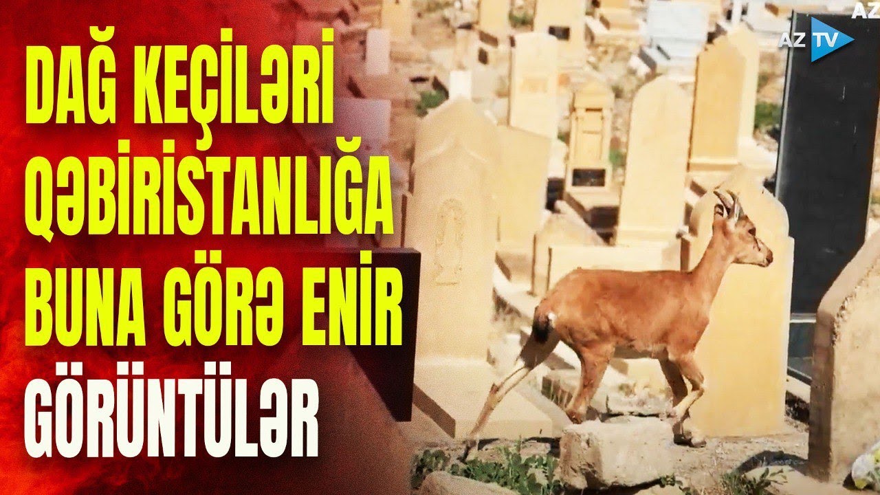 Tez-tez qəbiristanlığa gələn dağ keçilərinin 