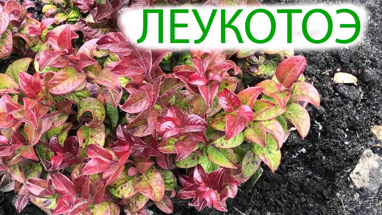 ЛЕУКОТОЭ | это растение украсит ваш сад даже ЗИМОЙ