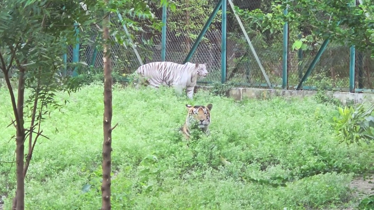 melanistic and leucistic tiger