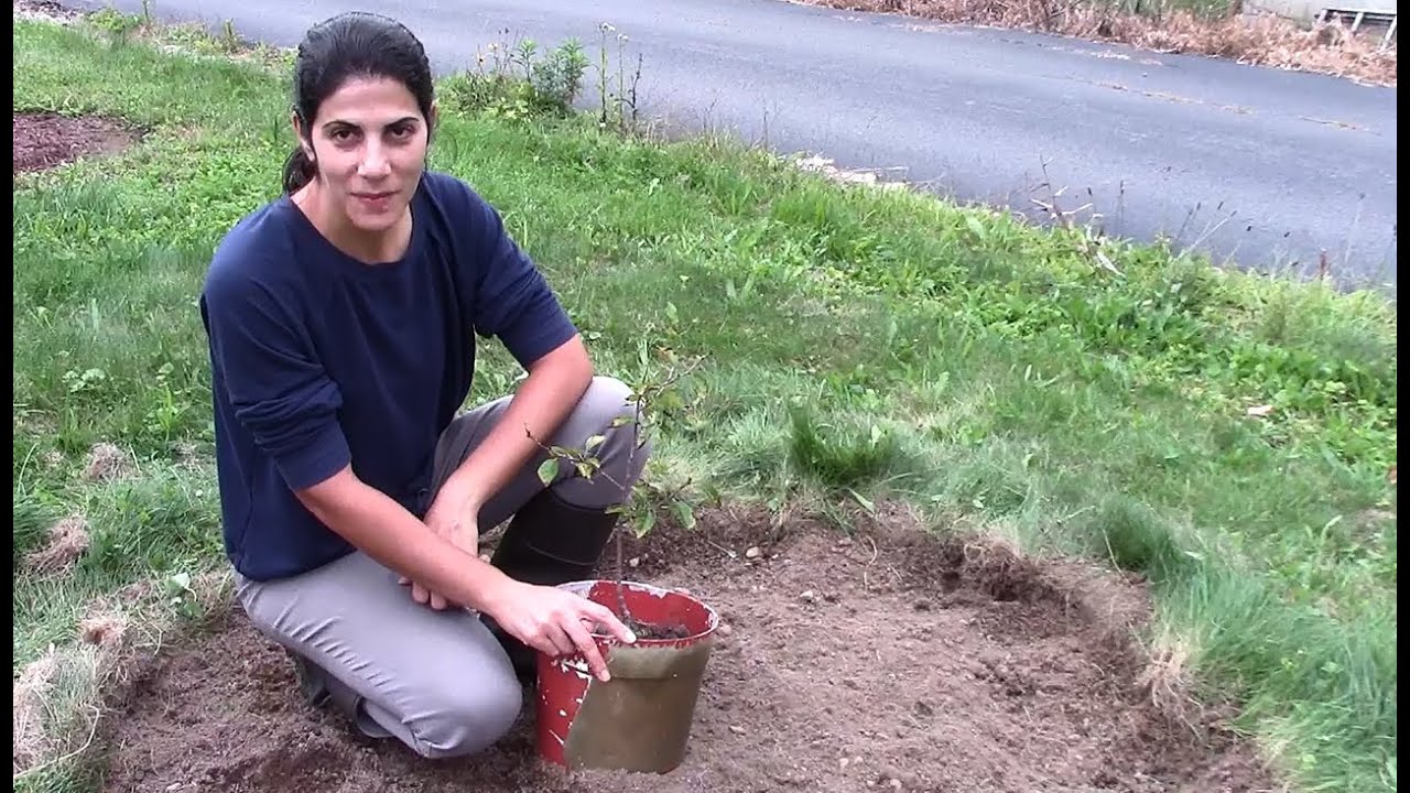 🍒Fall Planting a Dwarf Cherry Tree ✨🌱🍒