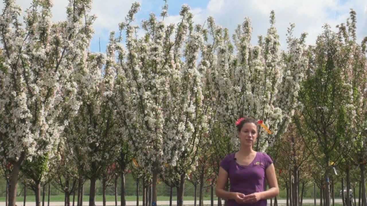 Crabapples