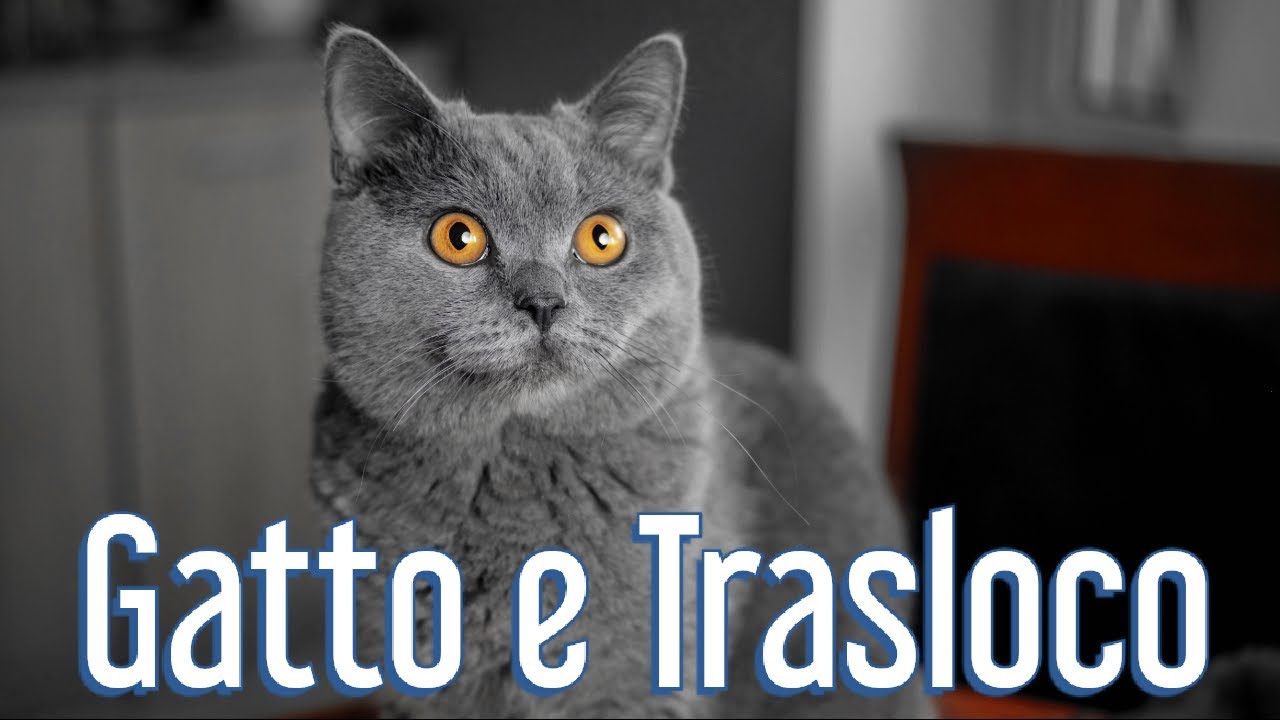 Come aiutare il tuo Gatto durante un trasloco - Consulente Felino