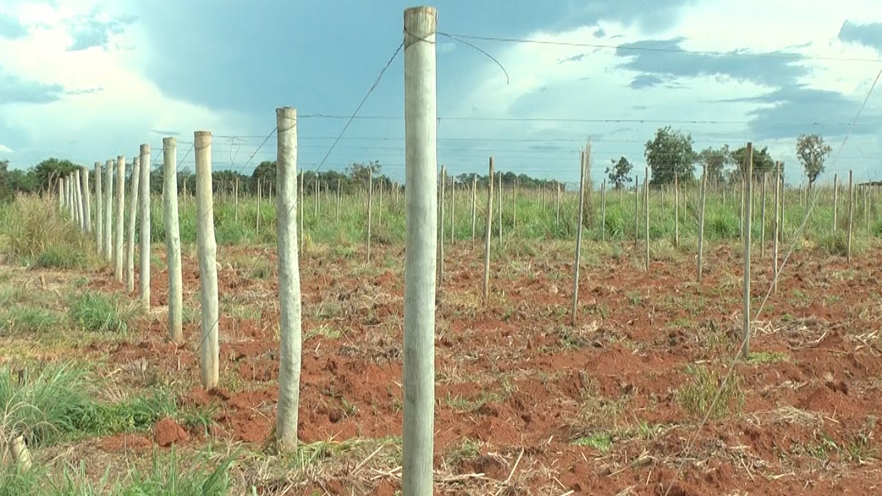 Espaldeira no Maracujá
