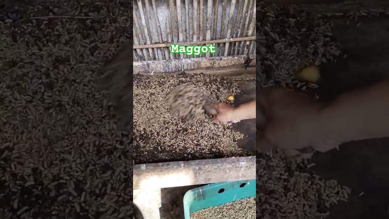 budidaya maggot sebagai pakan ternak ayam bebek ikan
