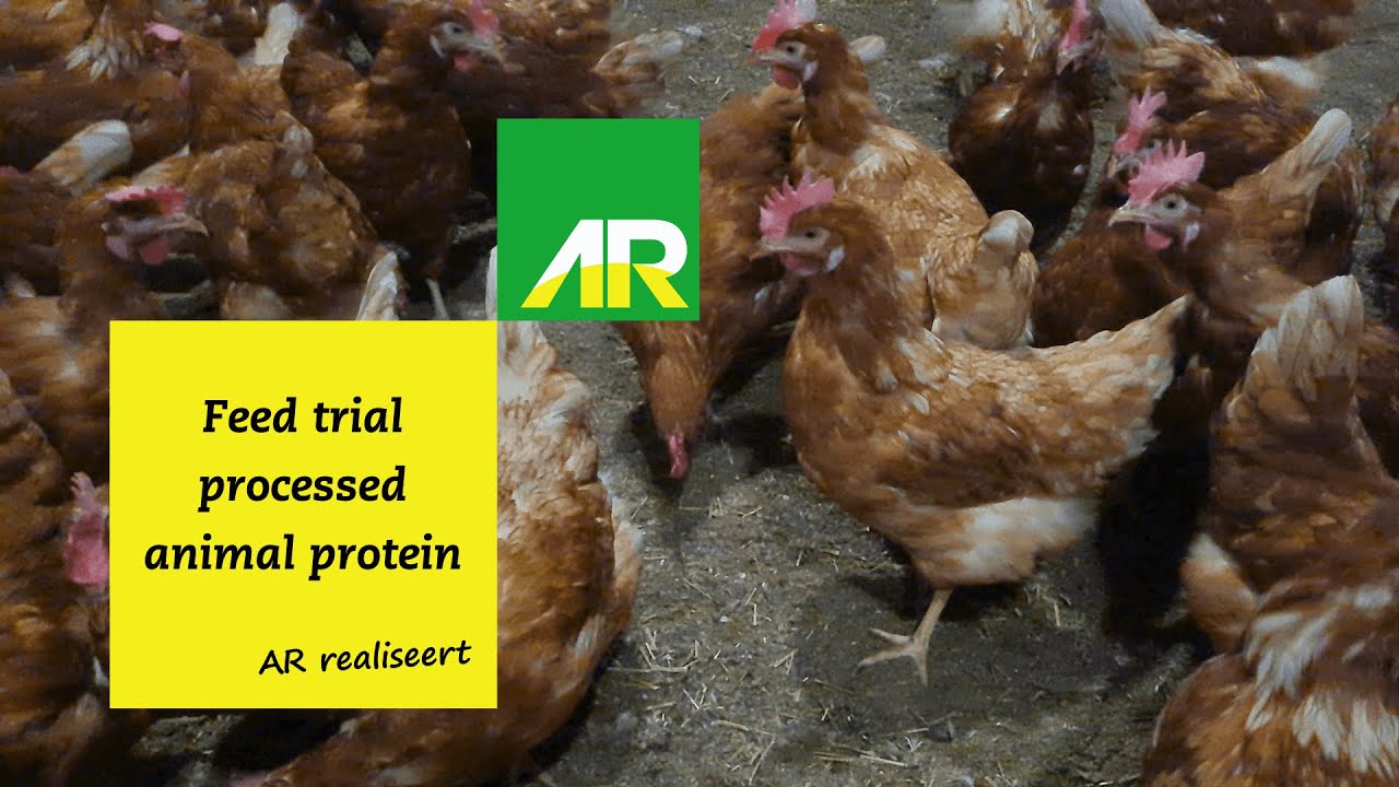 Feed trial processed animal protein Poultry Innovation Lab Barneveld