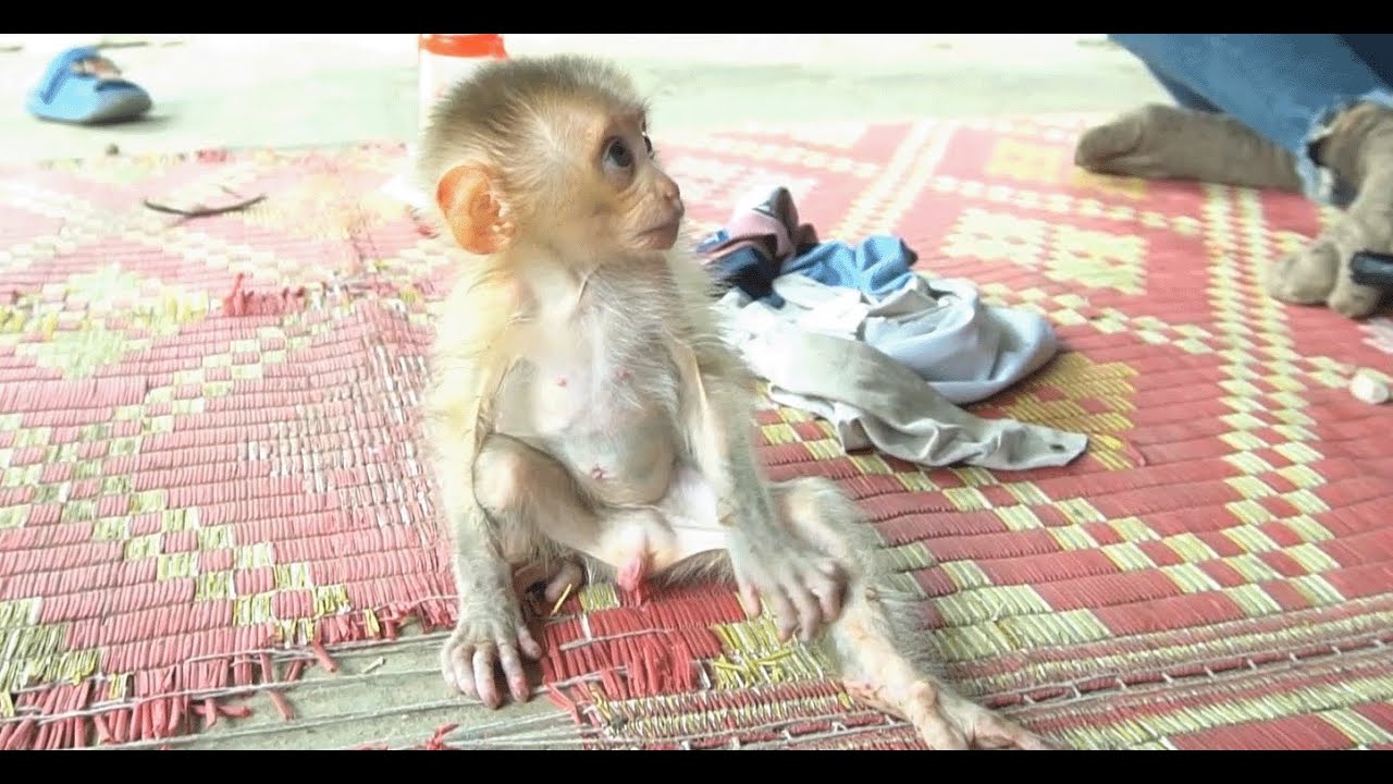 Brother Thavrak Falls from swing while playing with little brother Leo Monkey