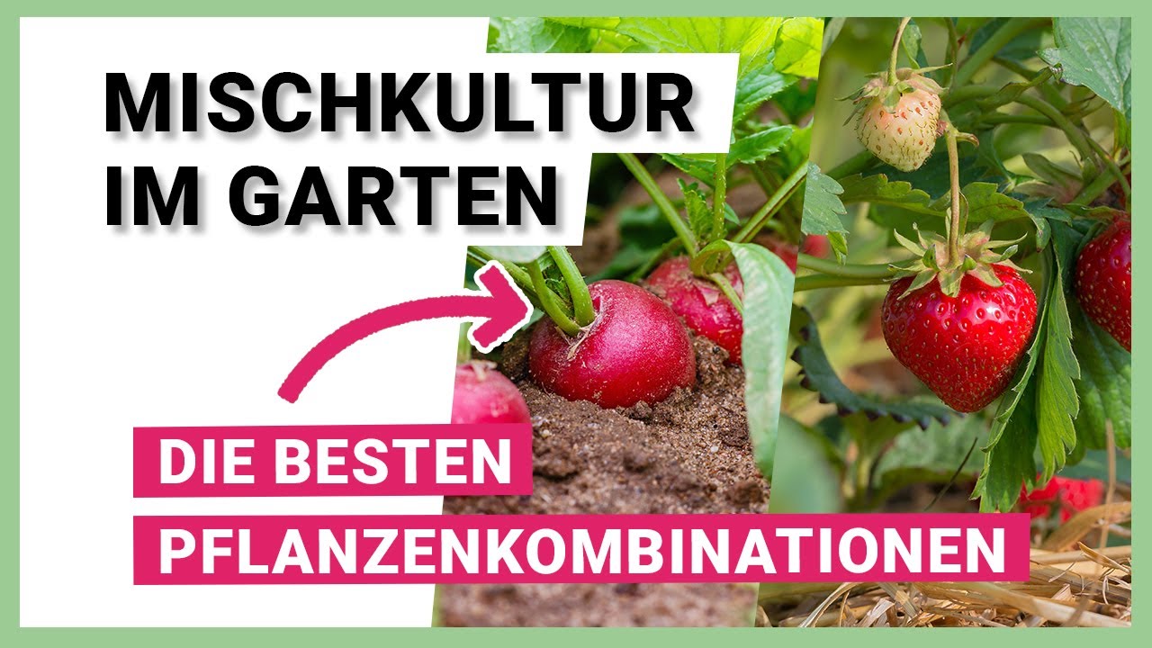 Welche Pflanzen vertragen sich? – Mischkultur im Garten