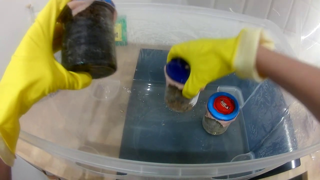 Jar inoculation in still air box
