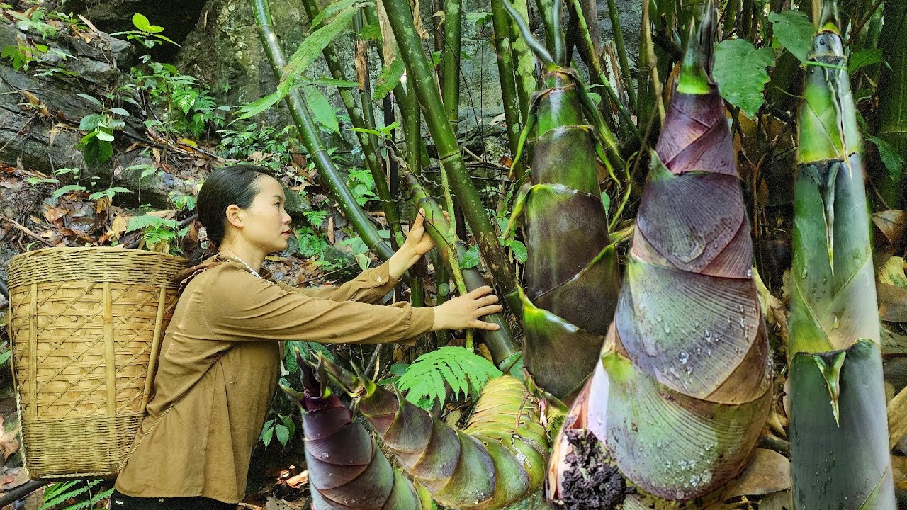 Harvest the bamboo shoots at the end of the season and be surprised to see them grow in abundance.