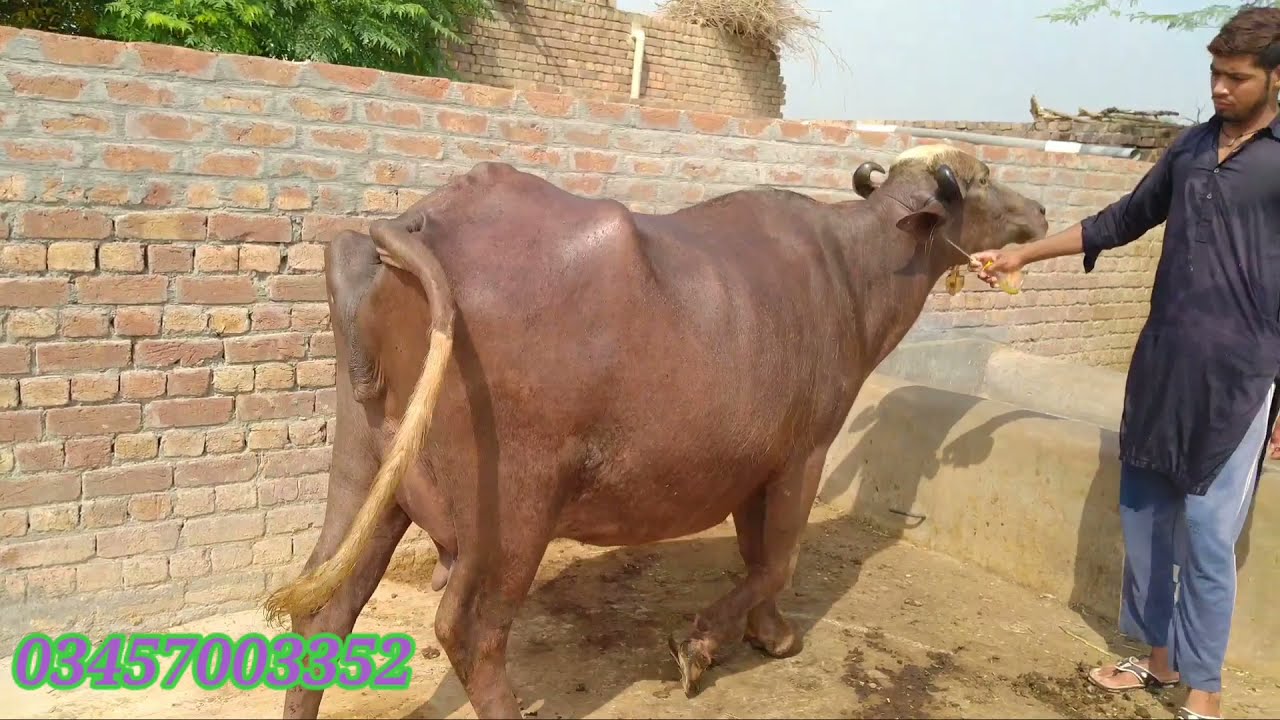 Neli Ravi ki bori jhoti for sale location Shahkot 17 August 2021