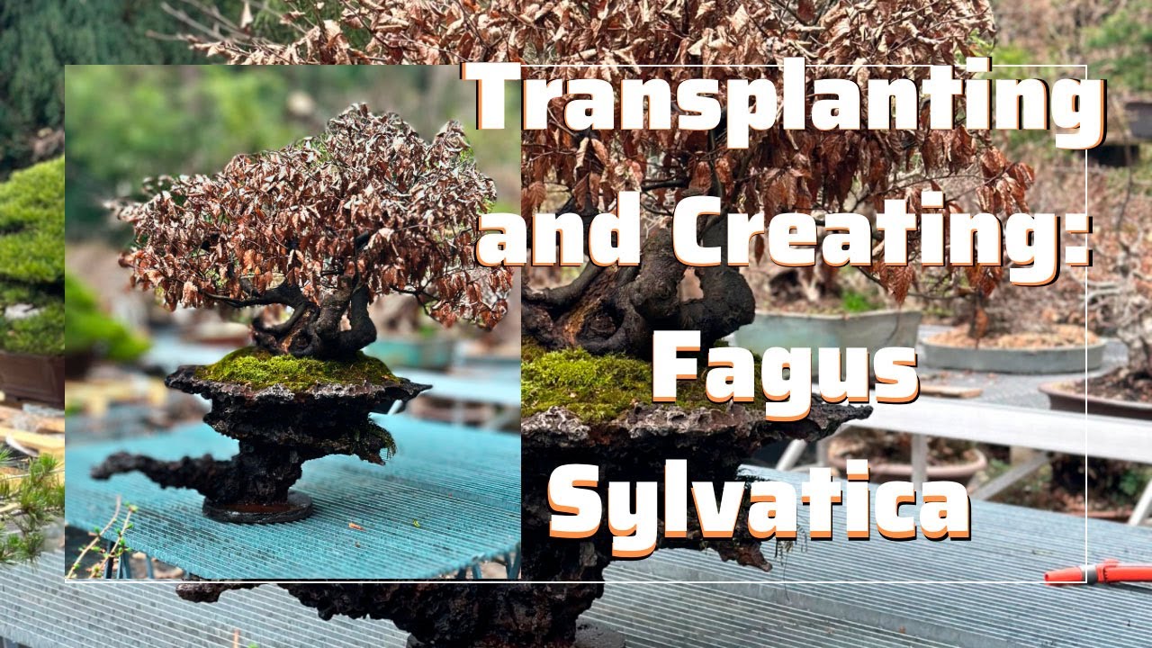 Transplanting and Creating: The Process of a Fagus Sylvatica Beech Bonsai