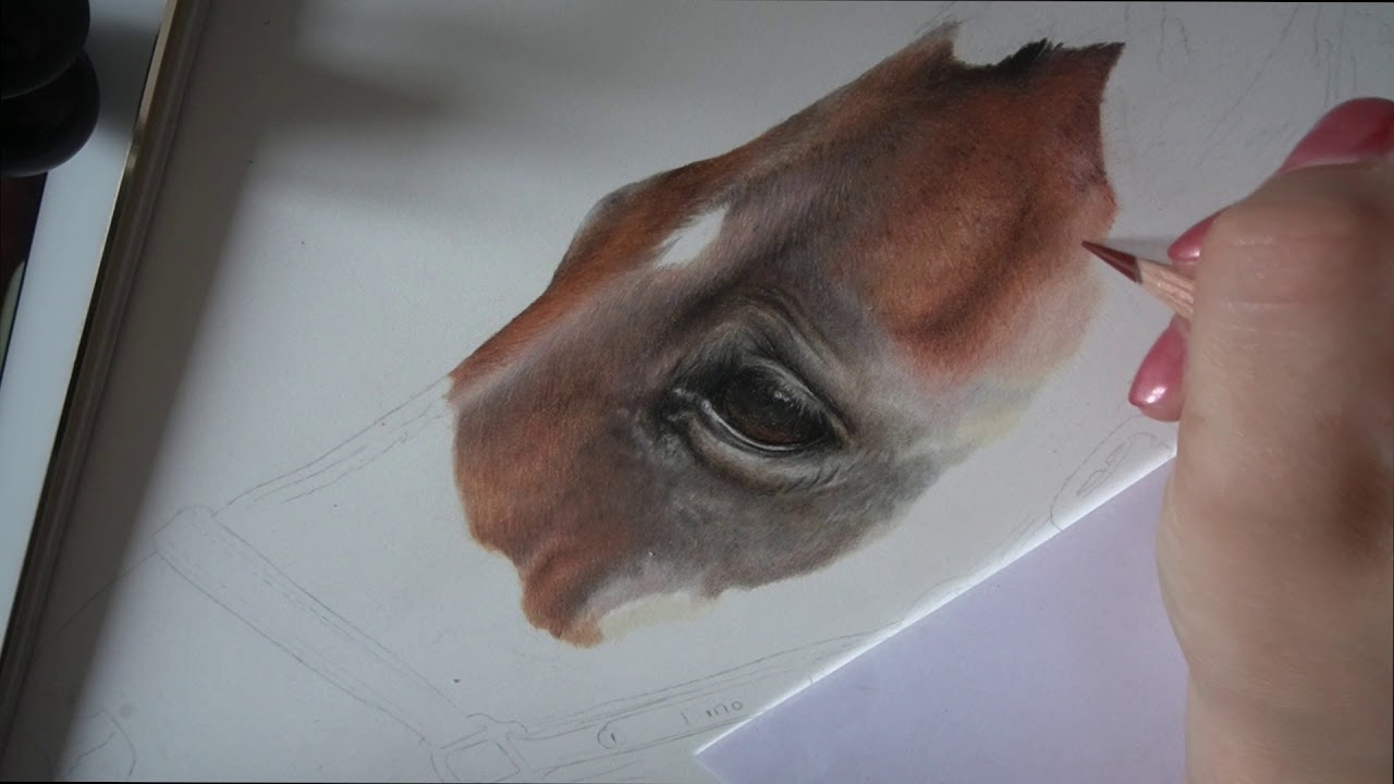 WHAT COLOURS TO USE FOR A BAY HORSE? COLOURED PENCIL ADVICE