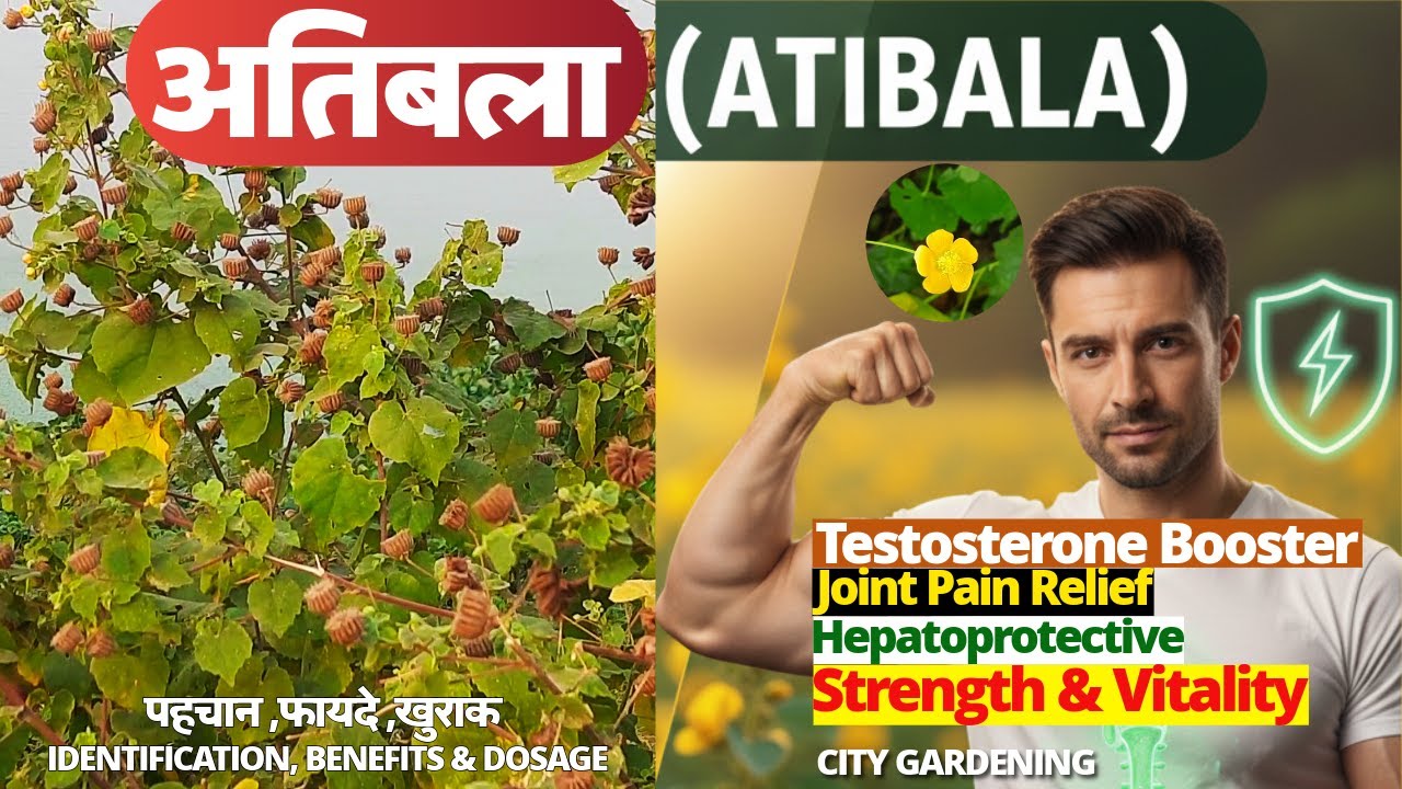 अतिबला (Atibala) | पुरुषों के लिए आयुर्वेद का अद्भुत शक्तिवर्धक टॉनिक | (Atibala Benefits, Dosage)