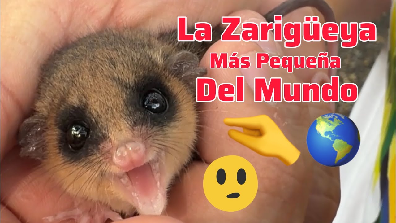 La Zarigüeya Más Pequeña Del Mundo
