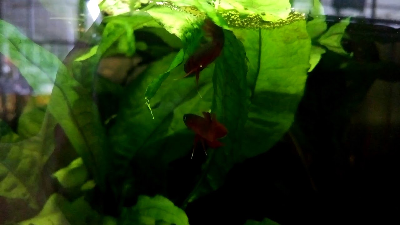 Betta api api spawning