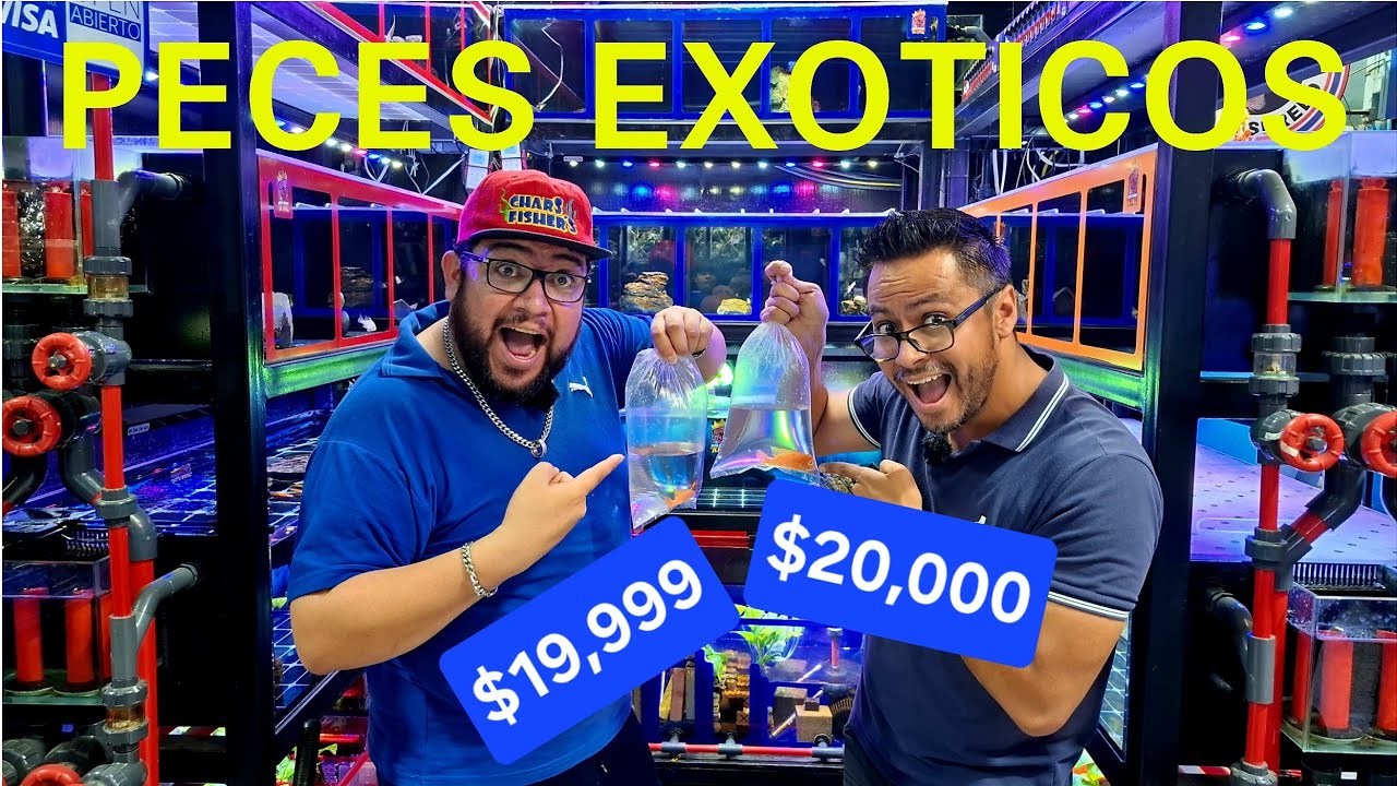El NUEVO Local de Peces EXOTICOS de Acua Parrot King en Mercado Morelos (Chars Fishers)