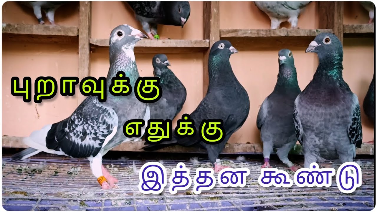 புறா கூண்டு எப்படி இருக்கணும்? Pigeon Loft | #bird #homingpigeons