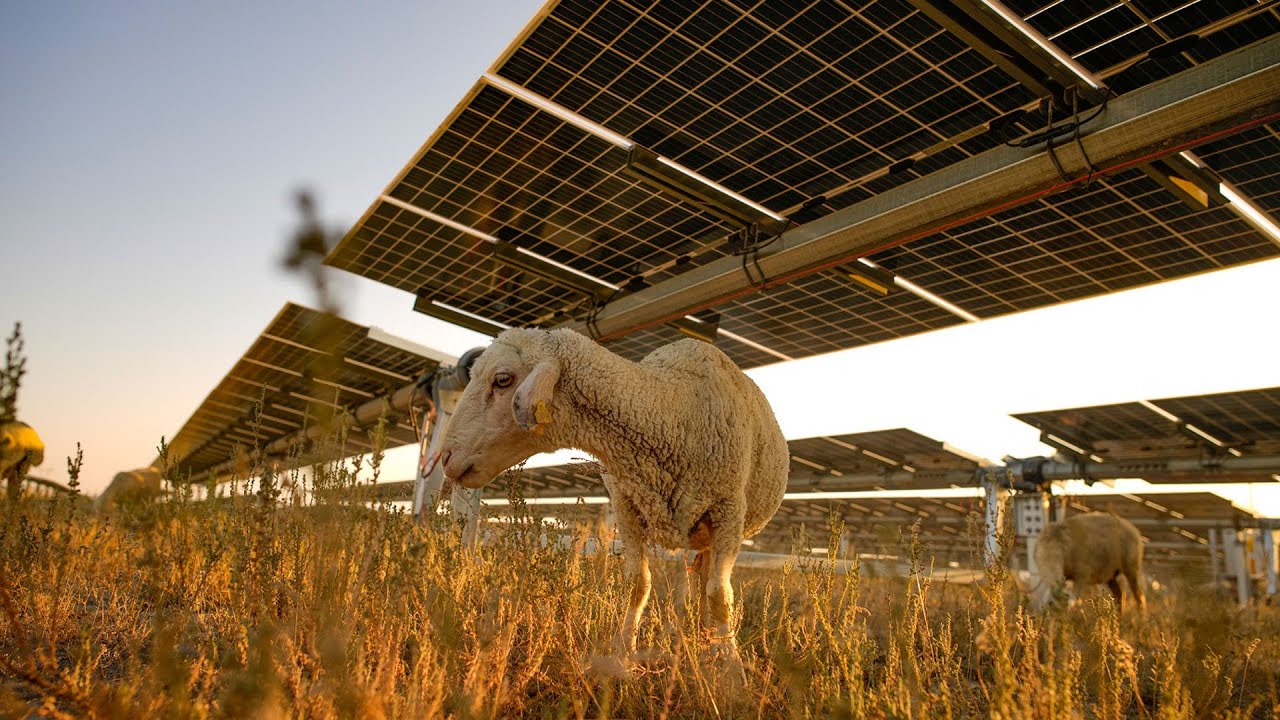 Karapınar Güneş Enerjisi Santrali'nin sahası koyunların otlaması için açıldı