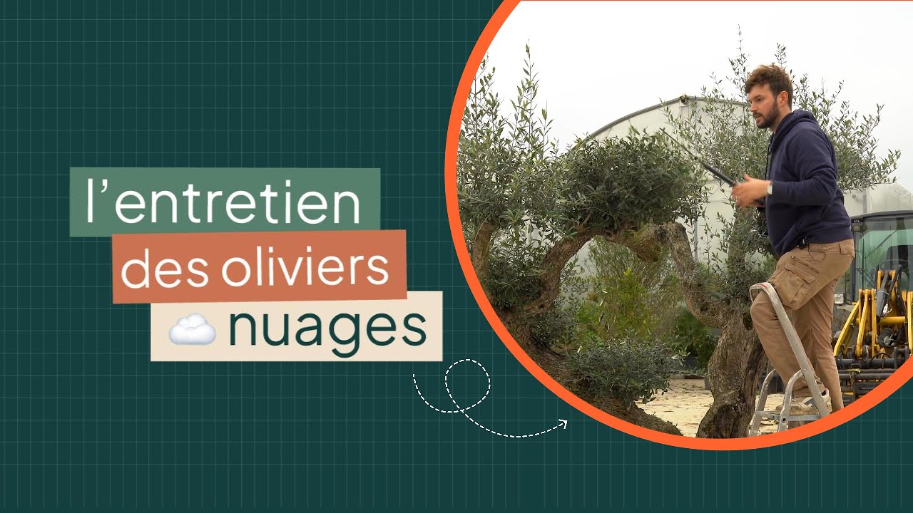 Comment tailler un Oliver Nuage ?