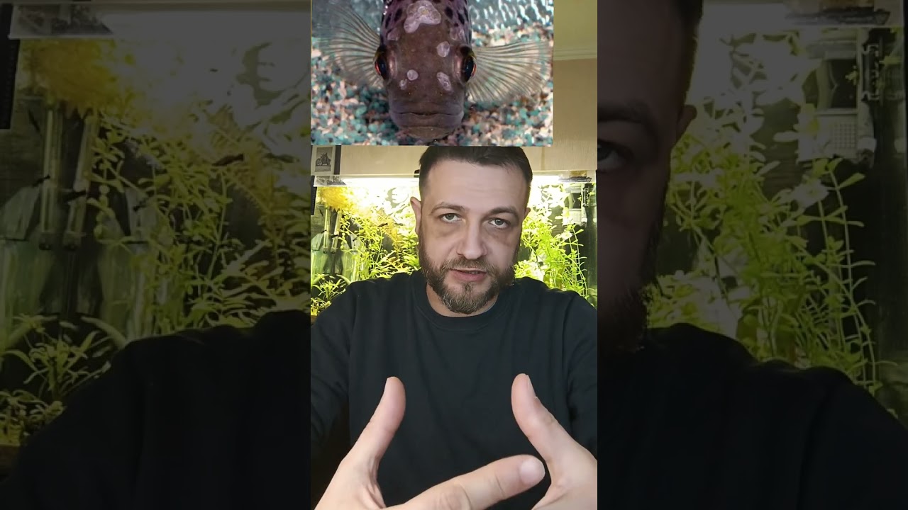 Гексамитоз у аквариумных рыб