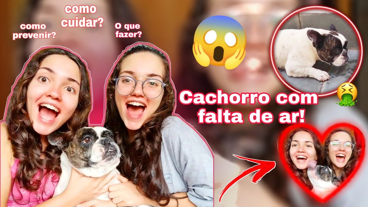 Bulldog com crise de falta de ar ( como prevenir/ explicação) ❤️‍🩹| Mariagemea