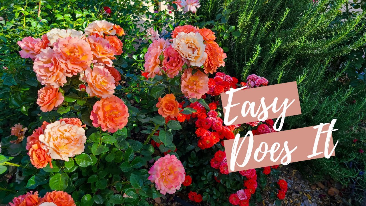 Easy Does it Rose; Growing this Rose in my Phoenix Garden!