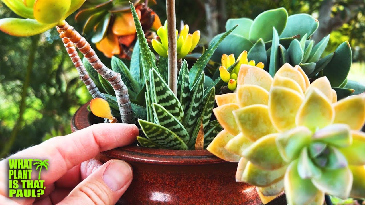 Aloe Variegata 'Gator' (Tiger Aloe, Tigeraloe) / Produces Pink Flowers / A Beautiful Succulent