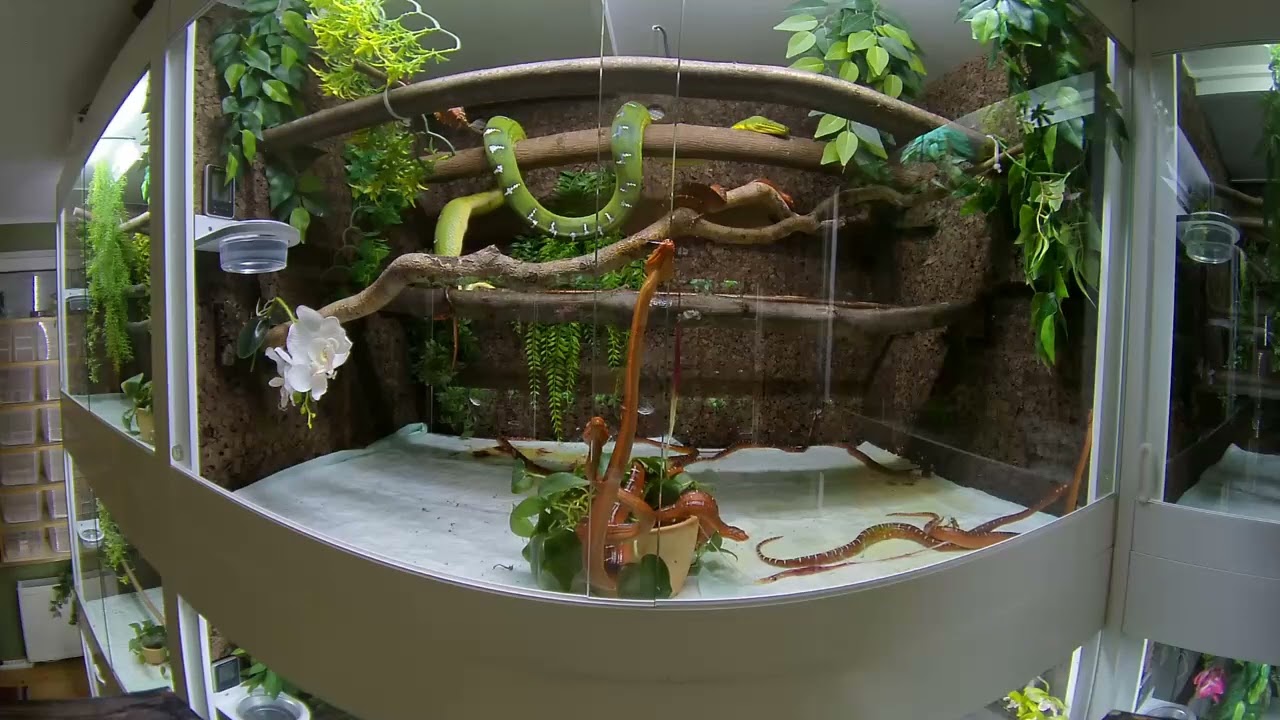 Corallus Caninus - Naissance 8/2022 -
