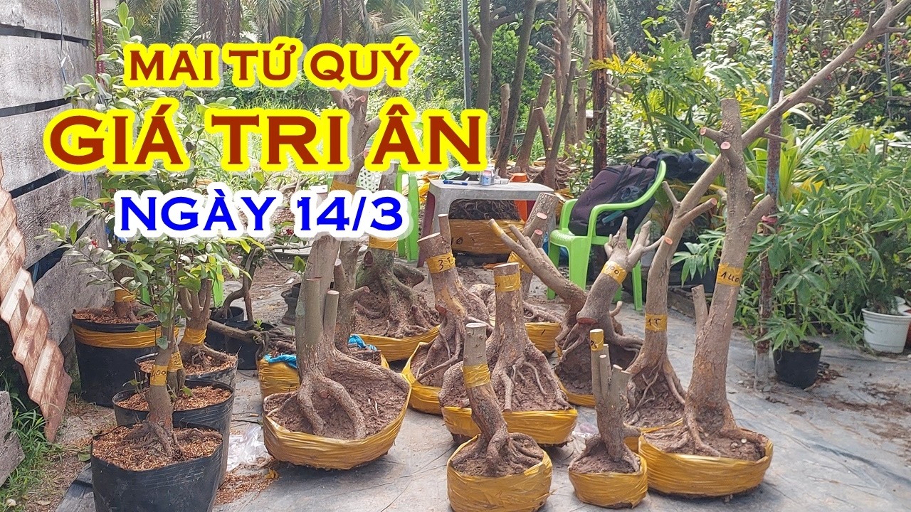 CHỊ UY&Ecirc;N 📲 O8627O9682 GI&Aacute; TỐT - MAI TỨ QU&Yacute; D&Aacute;NG ĐẸP GIAO LƯU NG&Agrave;Y 14/3  @MAIVANGNAMBO
