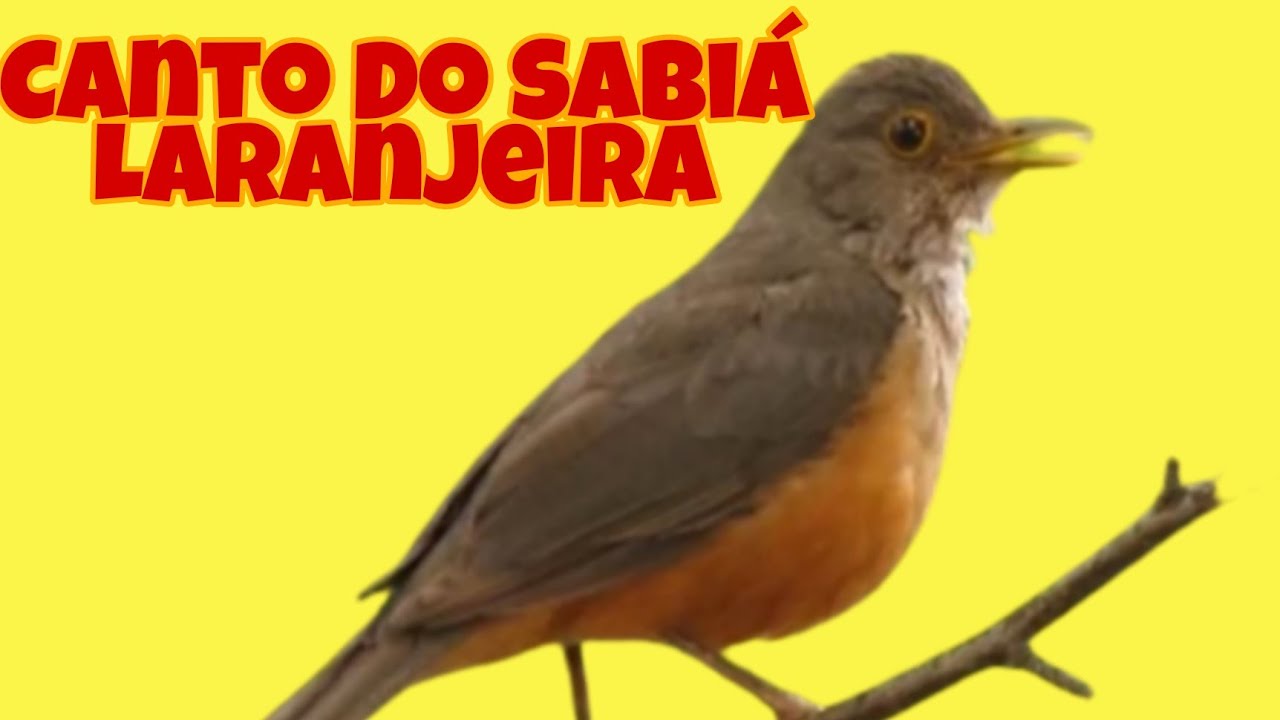O Canto Do Sabiá Laranjeira - Sabiá Laranjeira Cantando Muito
