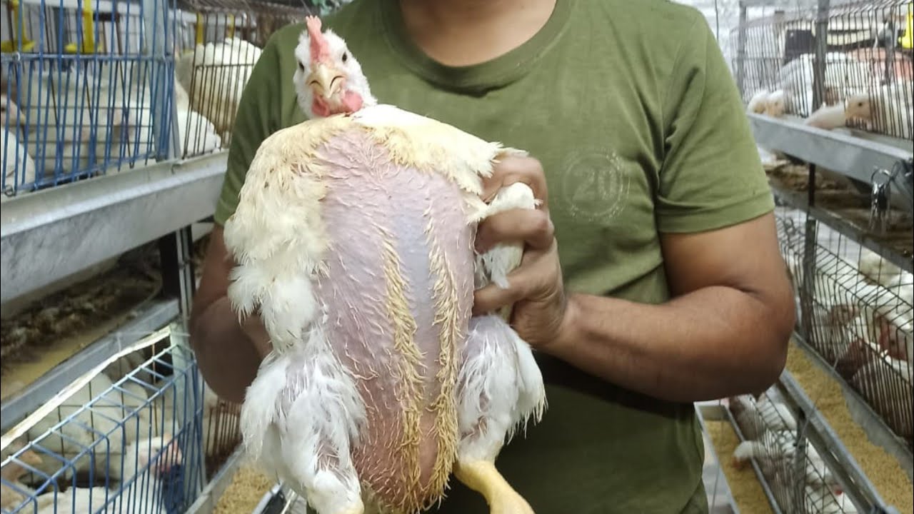 ليه سعر الكتكوت نزل وليه الفراخ كتيره وهل هيستمر الوضع دا؟