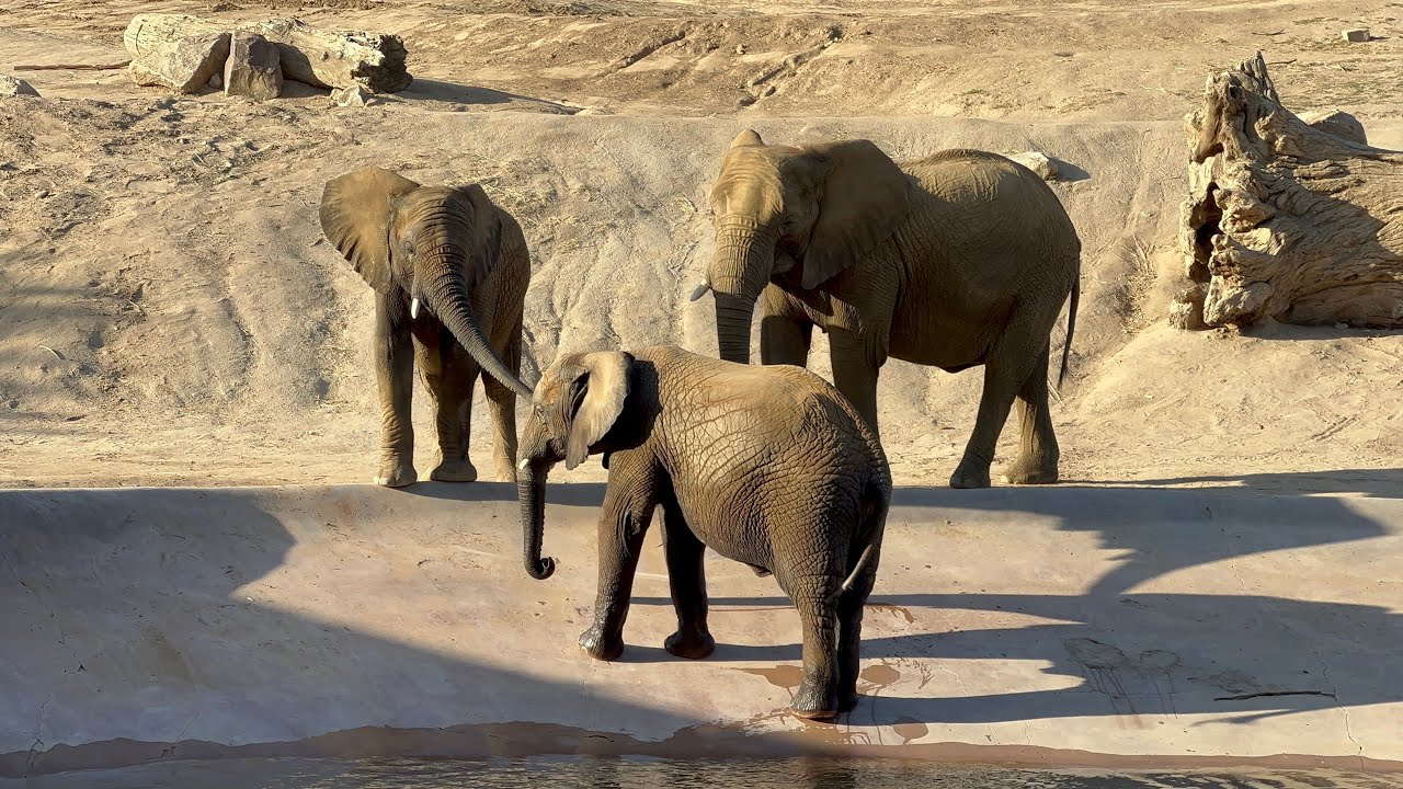 🐘Saturday Evening Elephants🐘 ~ San Diego  Zoo Safari Park ~ 7/16/2022
