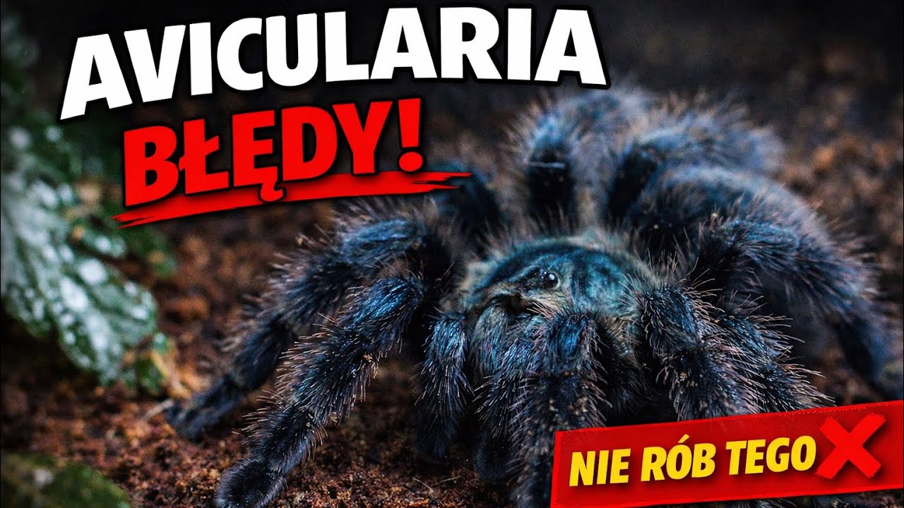 Te błędy zabijają Avicularia avicularia | Nowy ptasznik + pierwsze karmienie