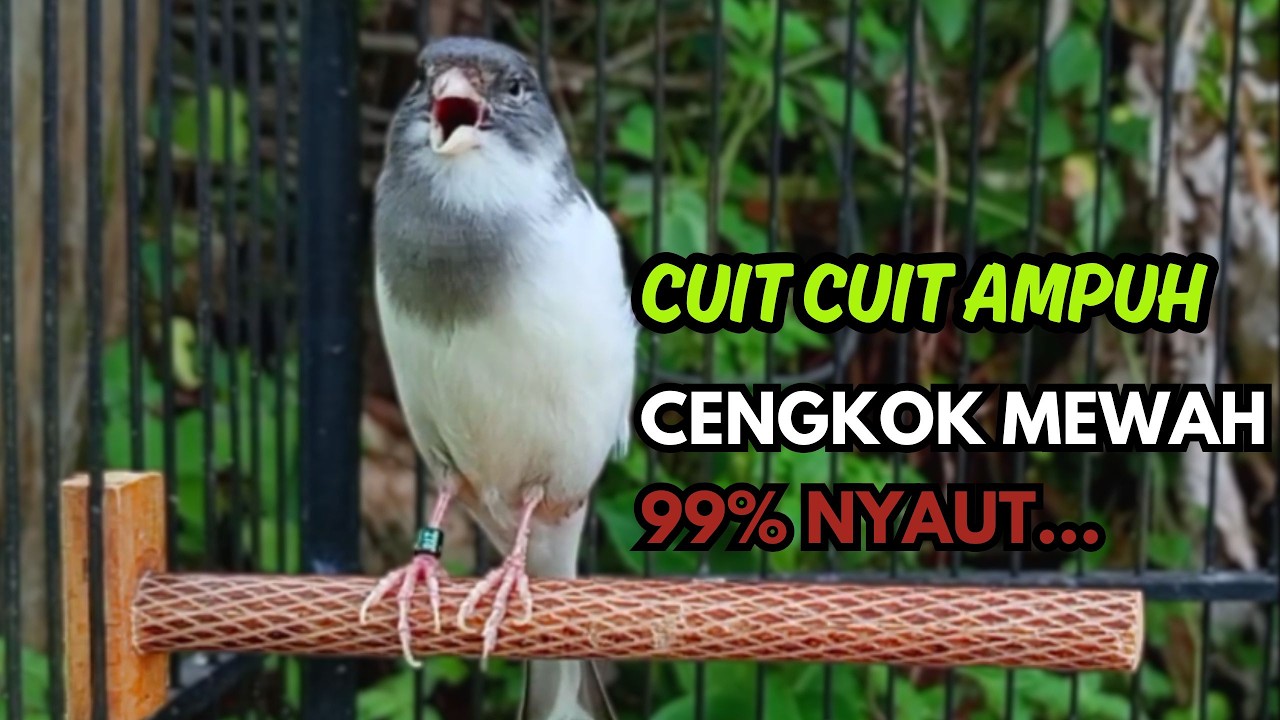 KENARI GACOR  Cuit CUIT BIRAHI SUARA Kenari MASTERAN TERBAIK UNTUK PANCINGAN & MASTERAN Kenari PAUD