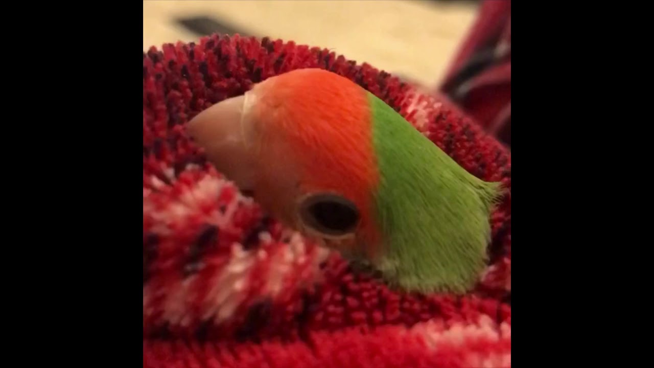 Watch This Before Getting a Pet Lovebird, 5 Things I Wish I&rsquo;d Known