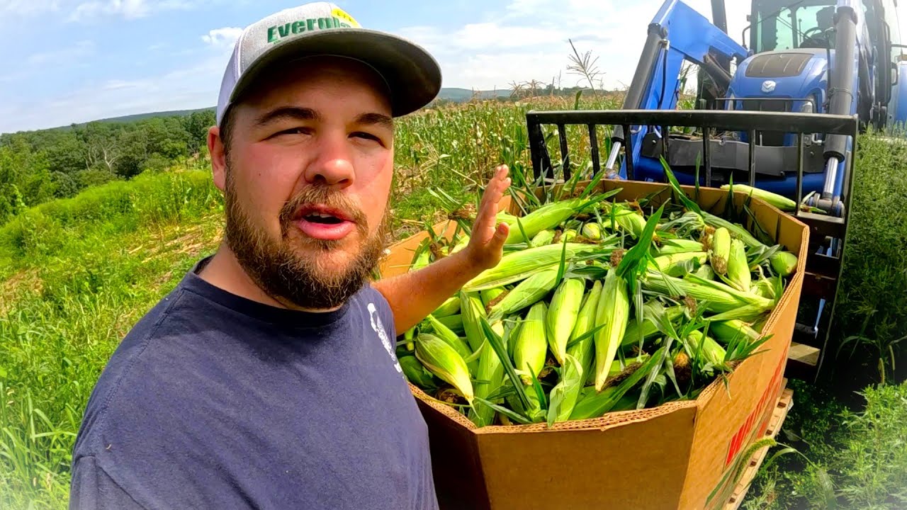 The REAL side of vegetable farming