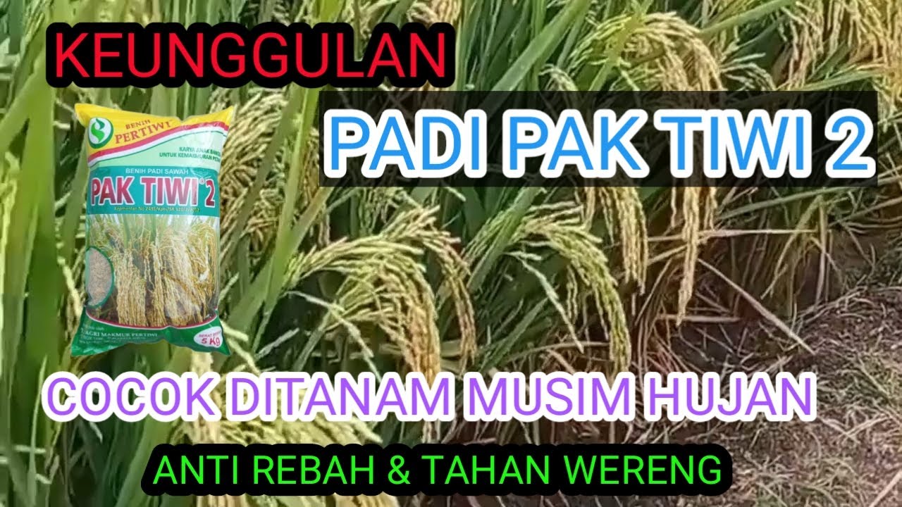 Keunggulan Padi Pak Tiwi 2