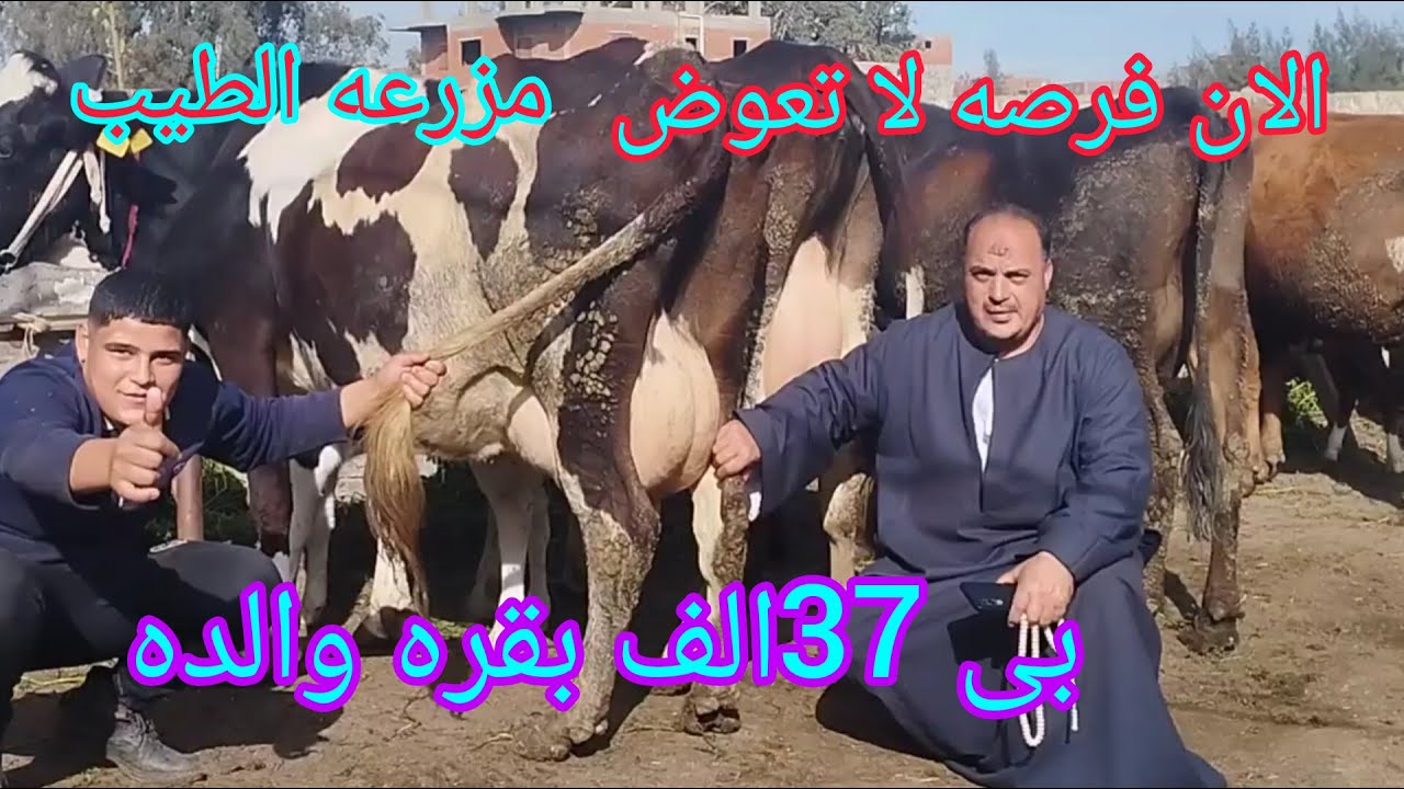 #فرصه لا تعوض في اسعار البقر الوالد الخليط اسعار بتبدا من 37 الف جنيه