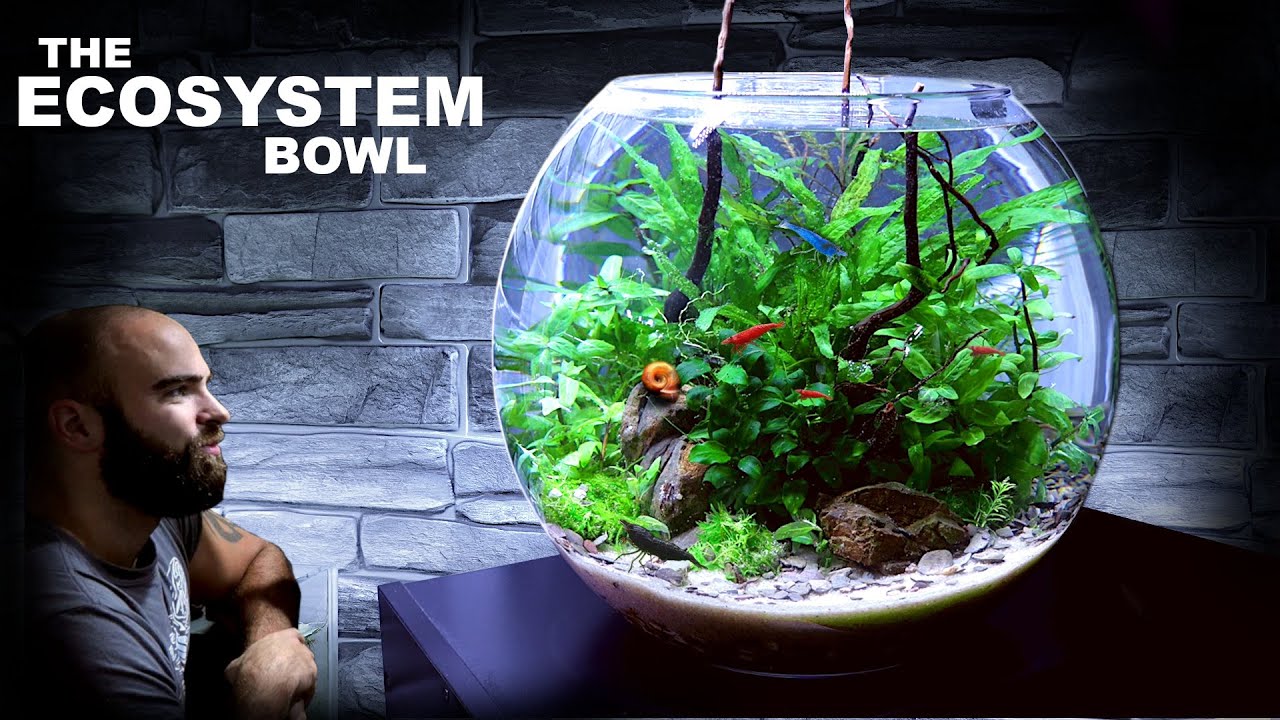 Экосистема Bowl: потрясающий аквариум без подмены воды и фильтра (руководство по акваскейпу)