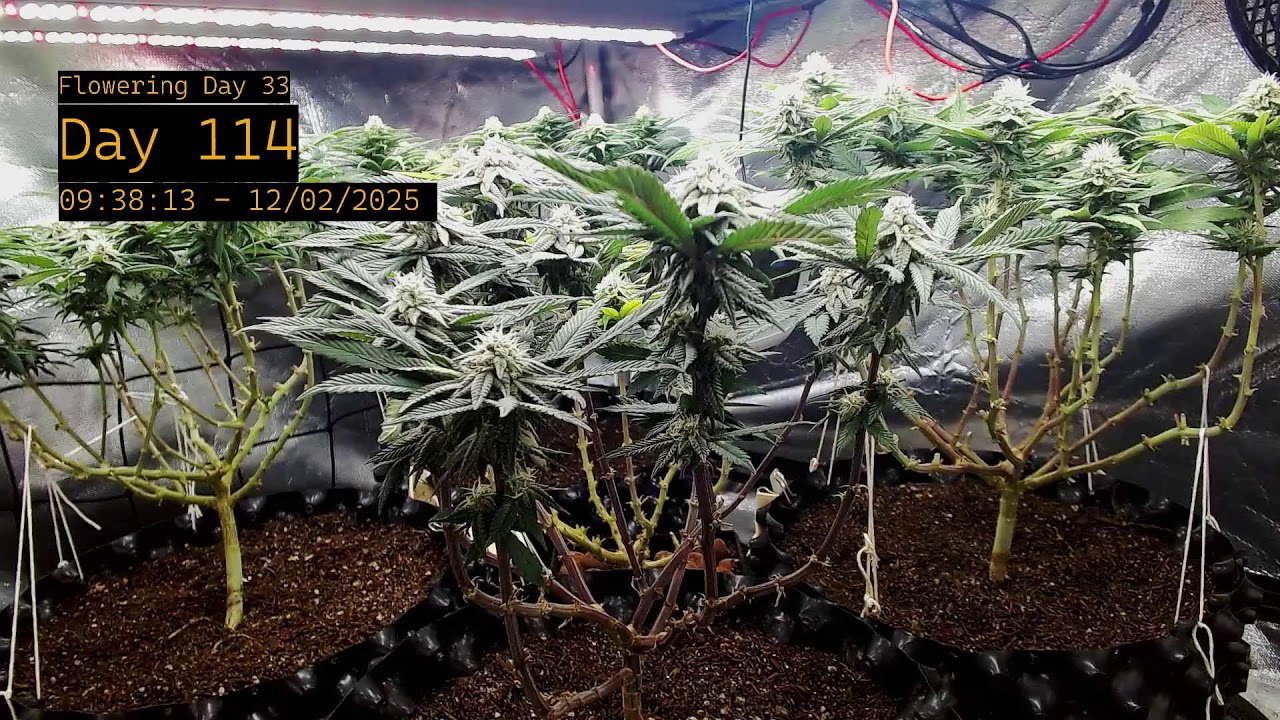 🍁 Day 33 Flowering | Live Cannabis Grow Stream | Indoor Cultivation & Plant Care